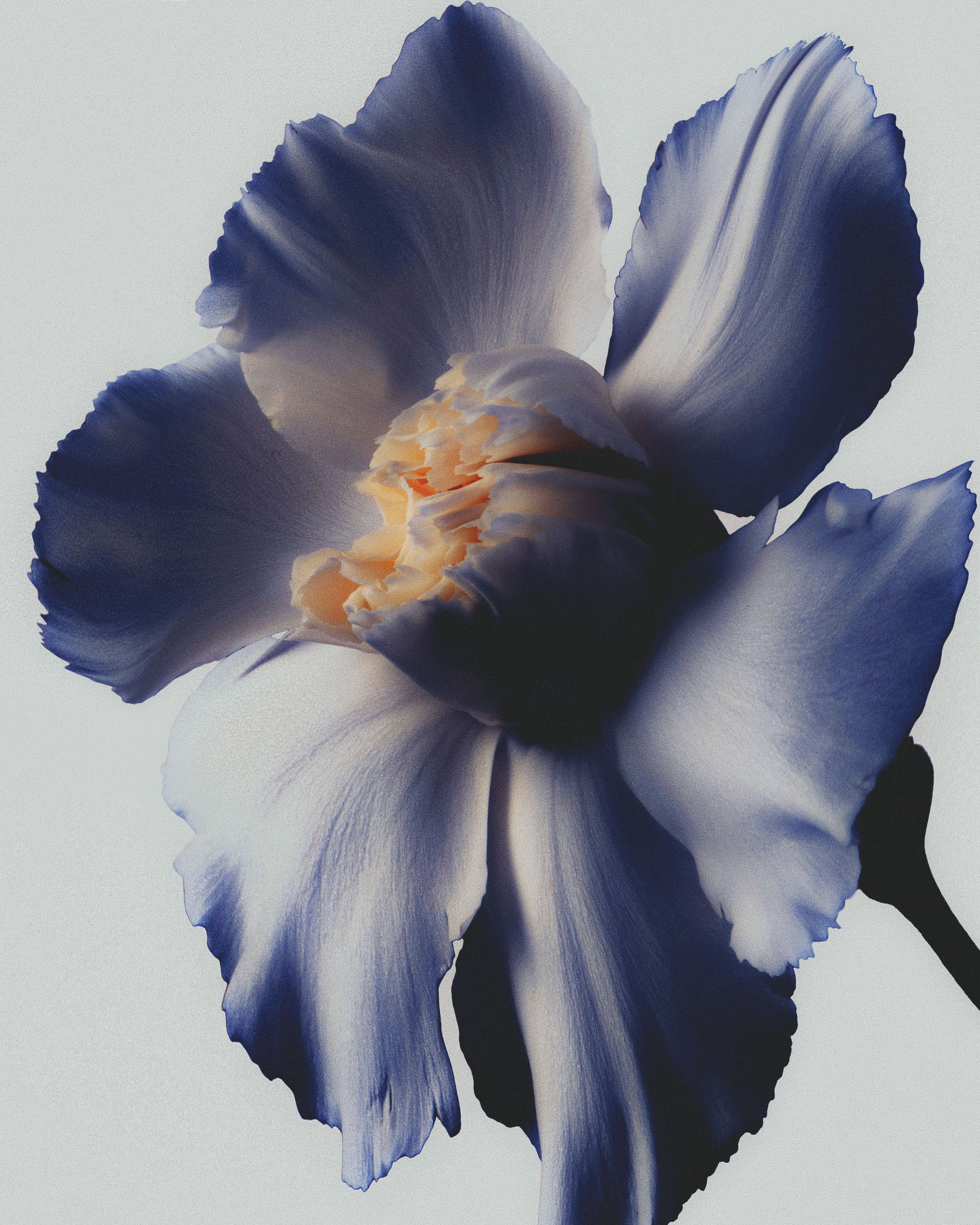 VIOLET BELOW